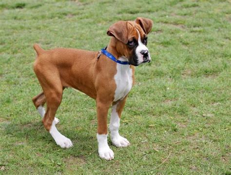  With children so pups will be accustomed to children Boxer breeders for 26 years we have lots experience in